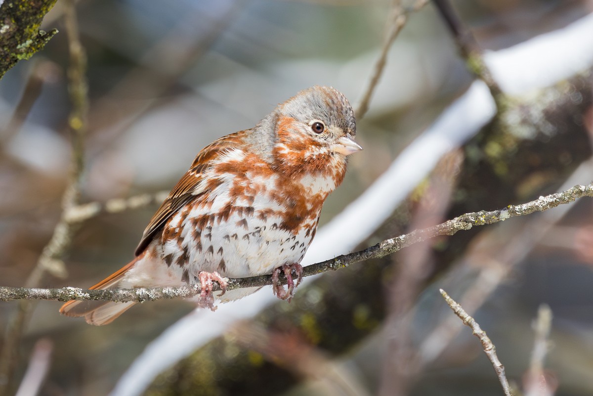 Fox Sparrow (Red) - ML616464820