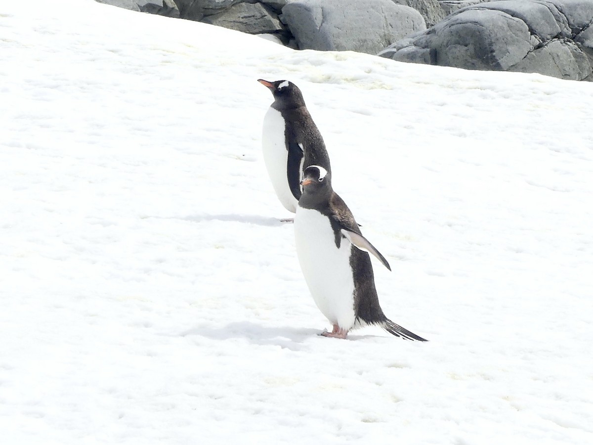 Gentoo Penguin - Charles Duncan