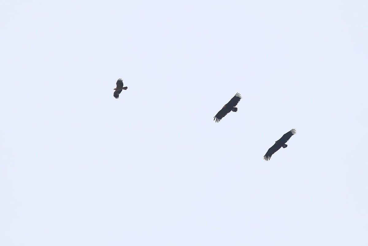 Cinereous Vulture - ML616464999