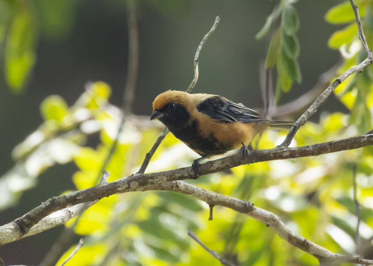 Burnished-buff Tanager (Stripe-bellied) - ML616465216