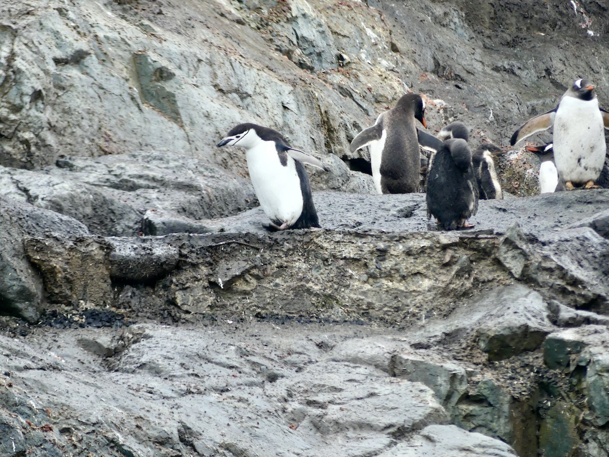 Антарктический пингвин - ML616465231