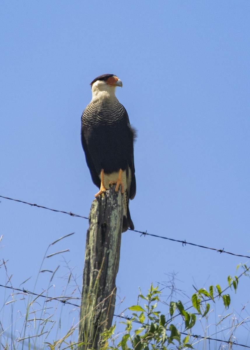 Crested Caracara (Southern) - ML616465281
