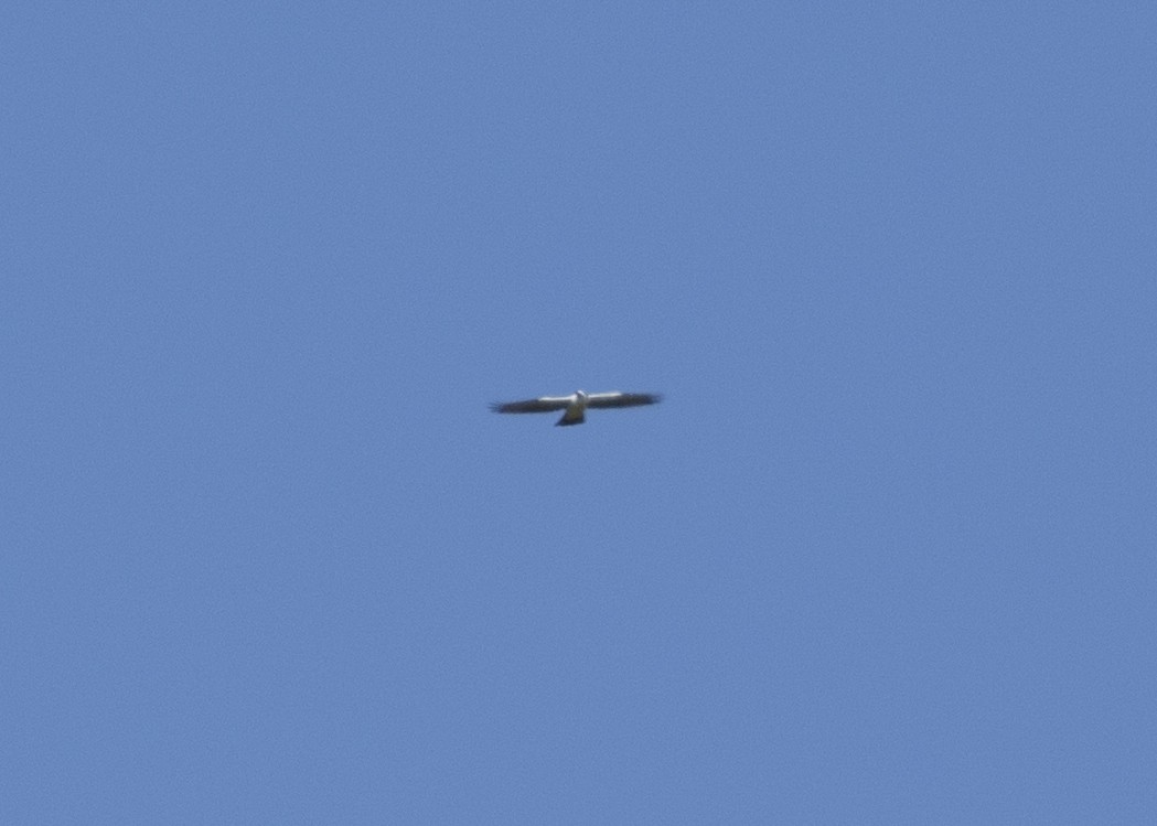 Black-and-white Hawk-Eagle - ML616465313