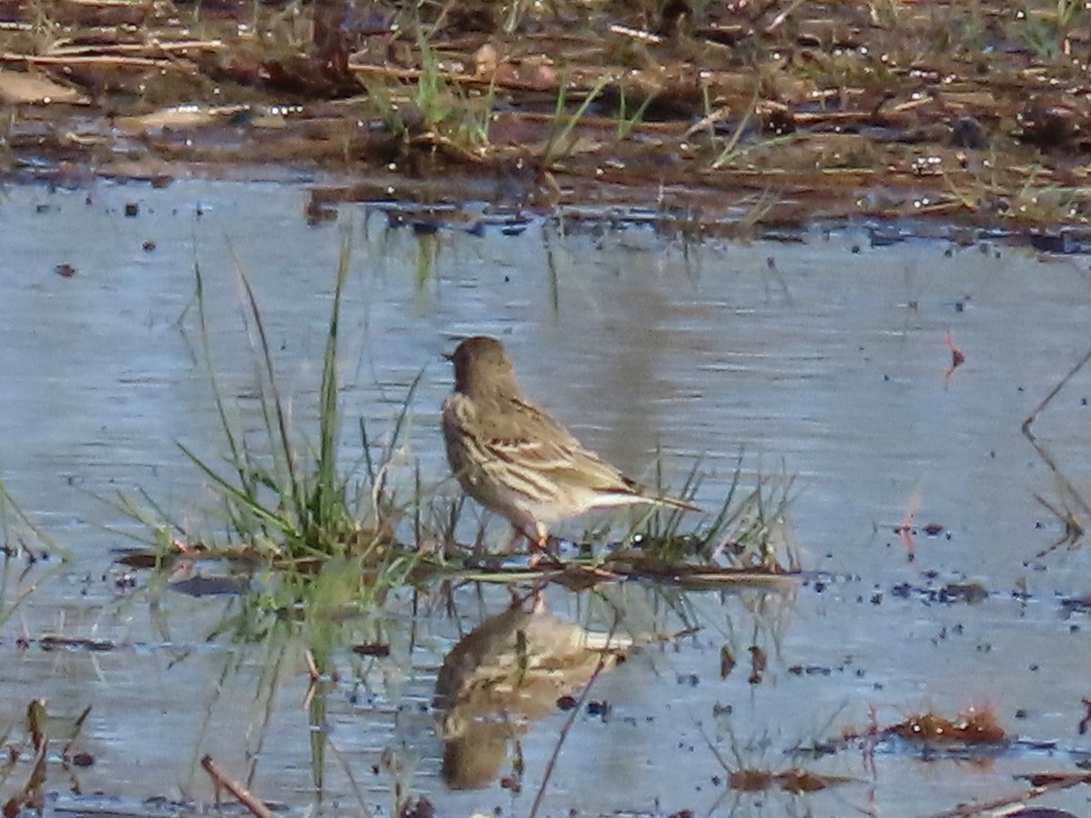 Meadow Pipit - ML616465356