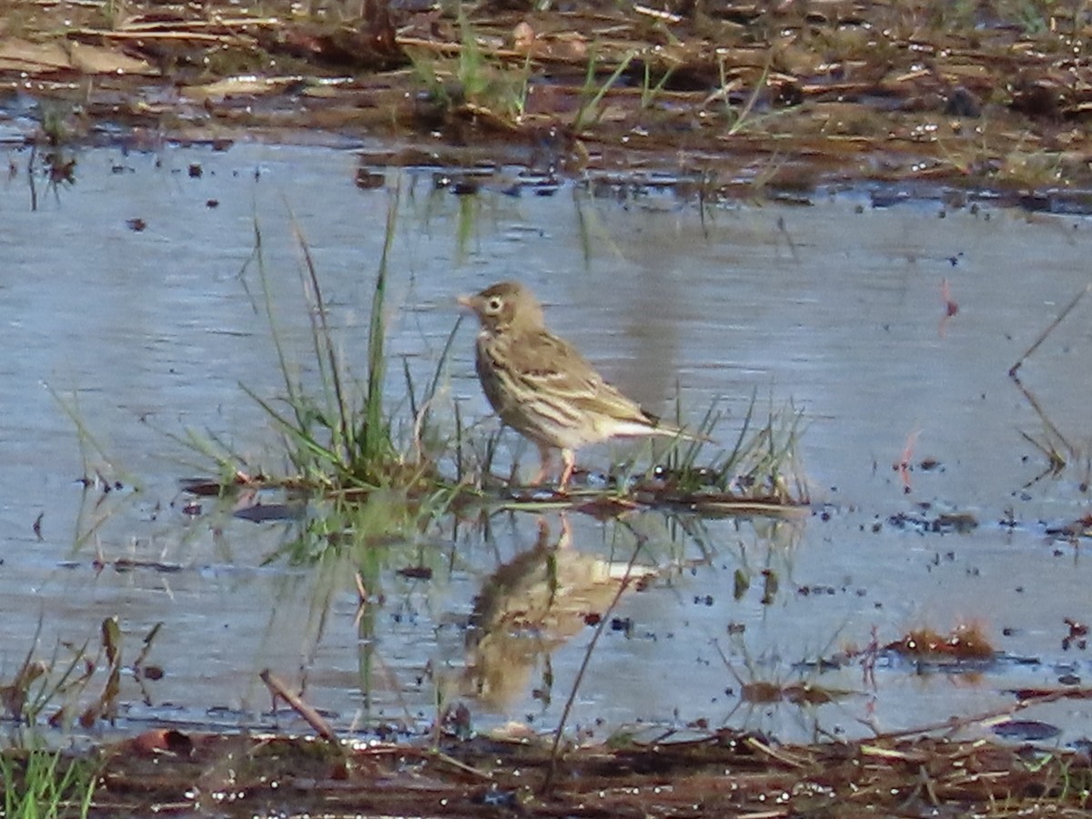 Meadow Pipit - ML616465357