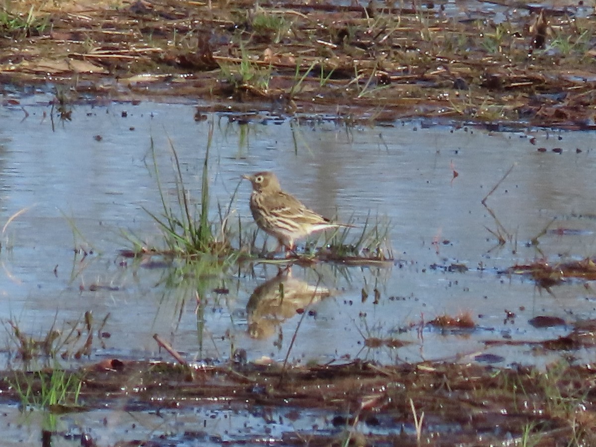 Meadow Pipit - ML616465358