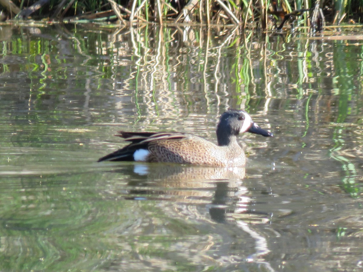 Blue-winged Teal - ML616465477