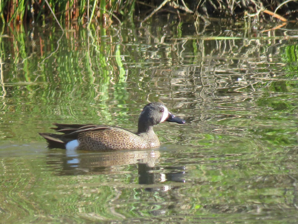 Blue-winged Teal - ML616465504