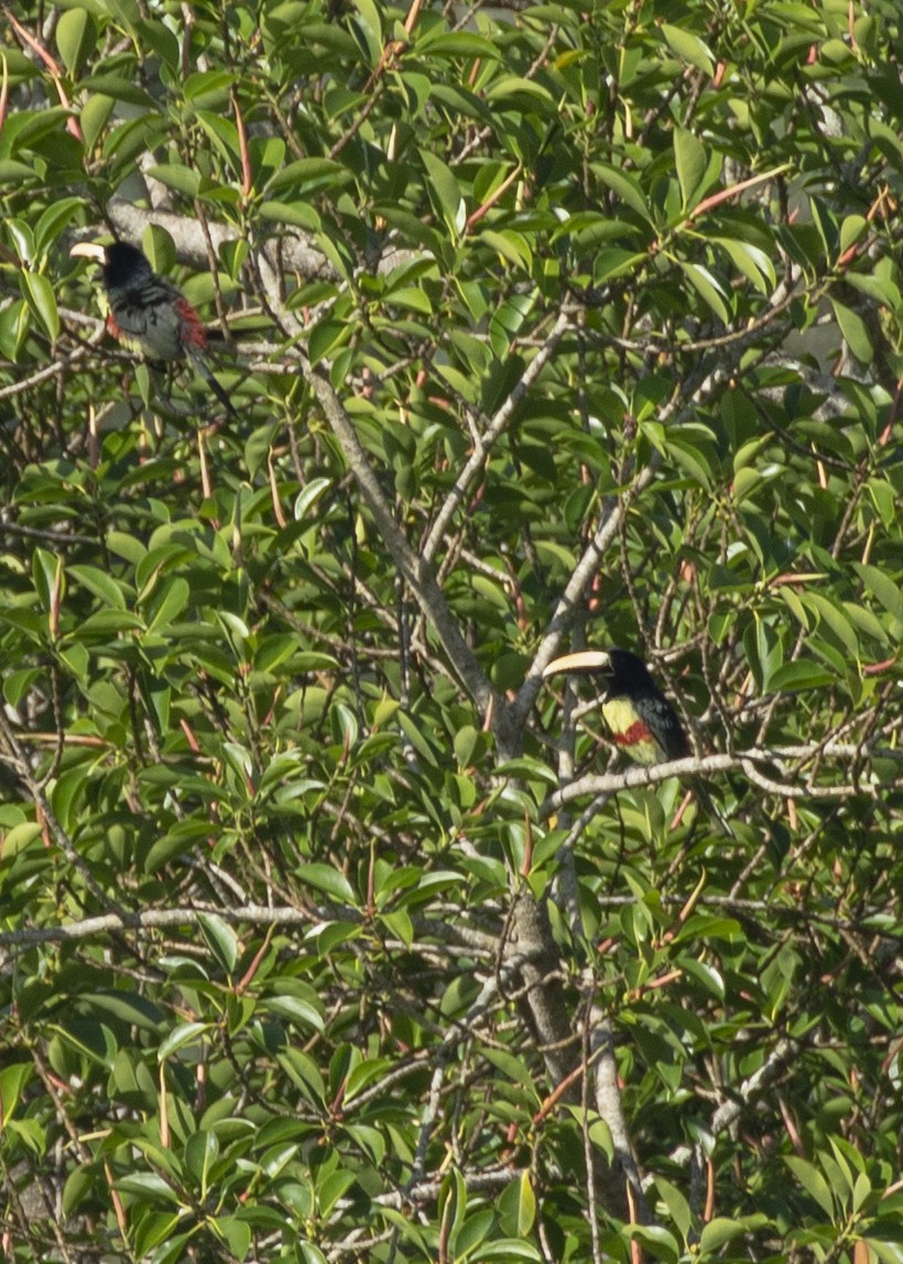 Black-necked Aracari - ML616465614