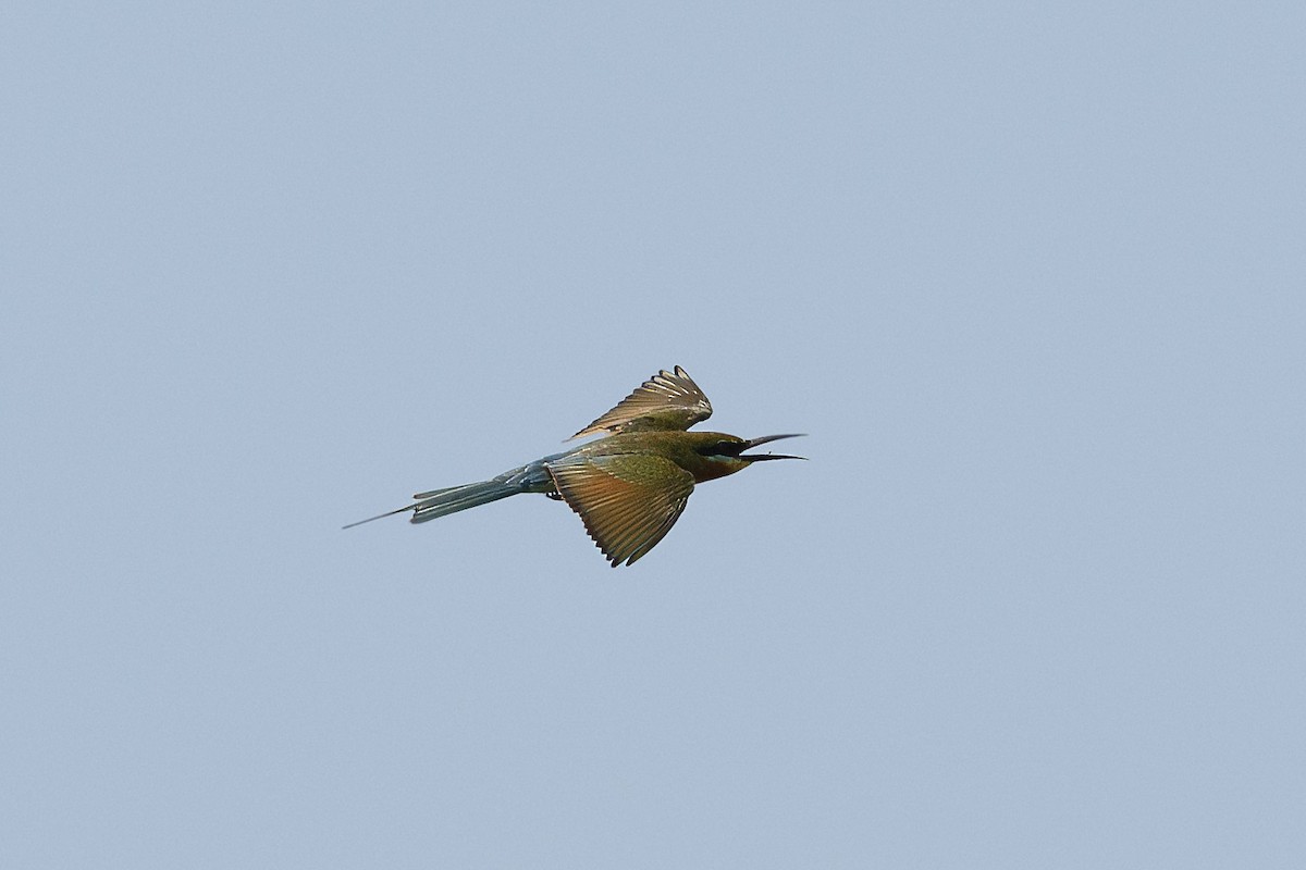 Blue-tailed Bee-eater - ML616465670