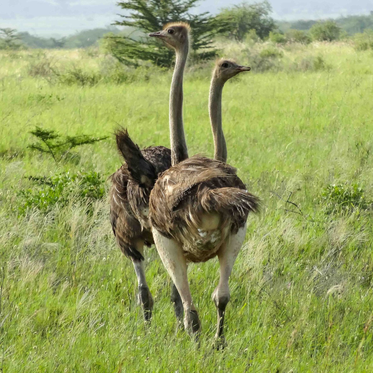 Common Ostrich - ML616465672