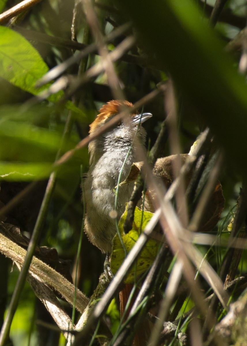 Rufous-capped Spinetail - Nathaniel Dargue