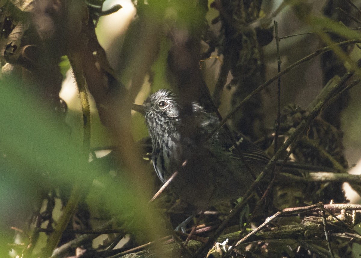 Dusky-tailed Antbird - Nathaniel Dargue