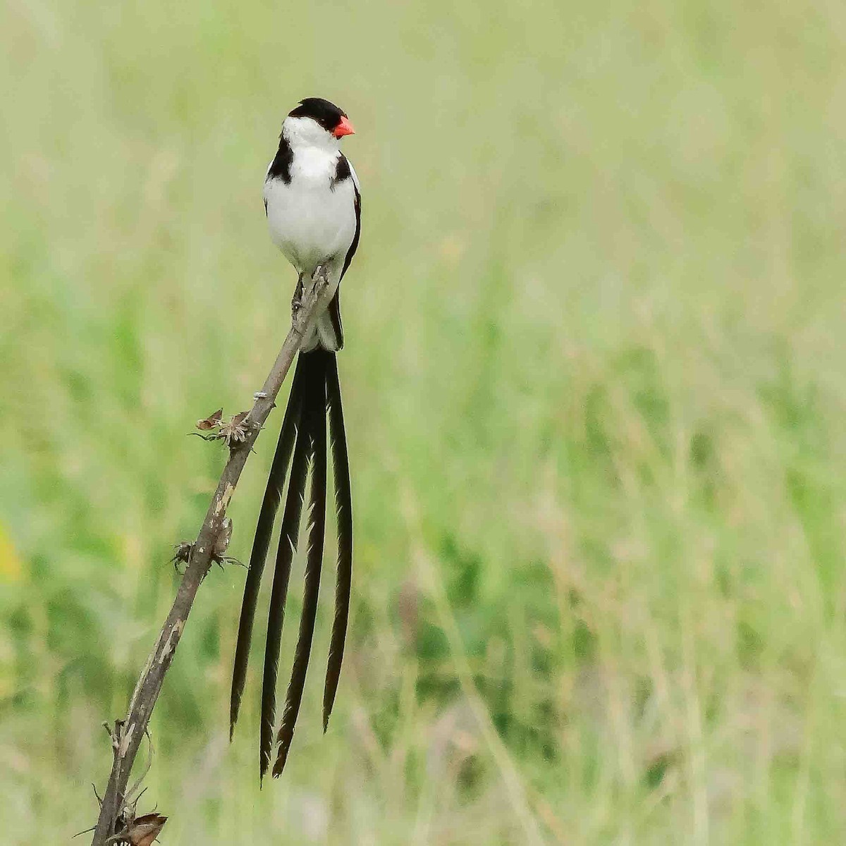 Pin-tailed Whydah - ML616465802
