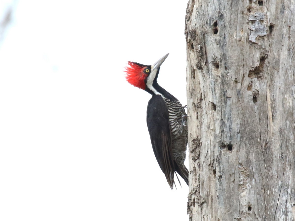Crimson-crested Woodpecker - Michael Collins
