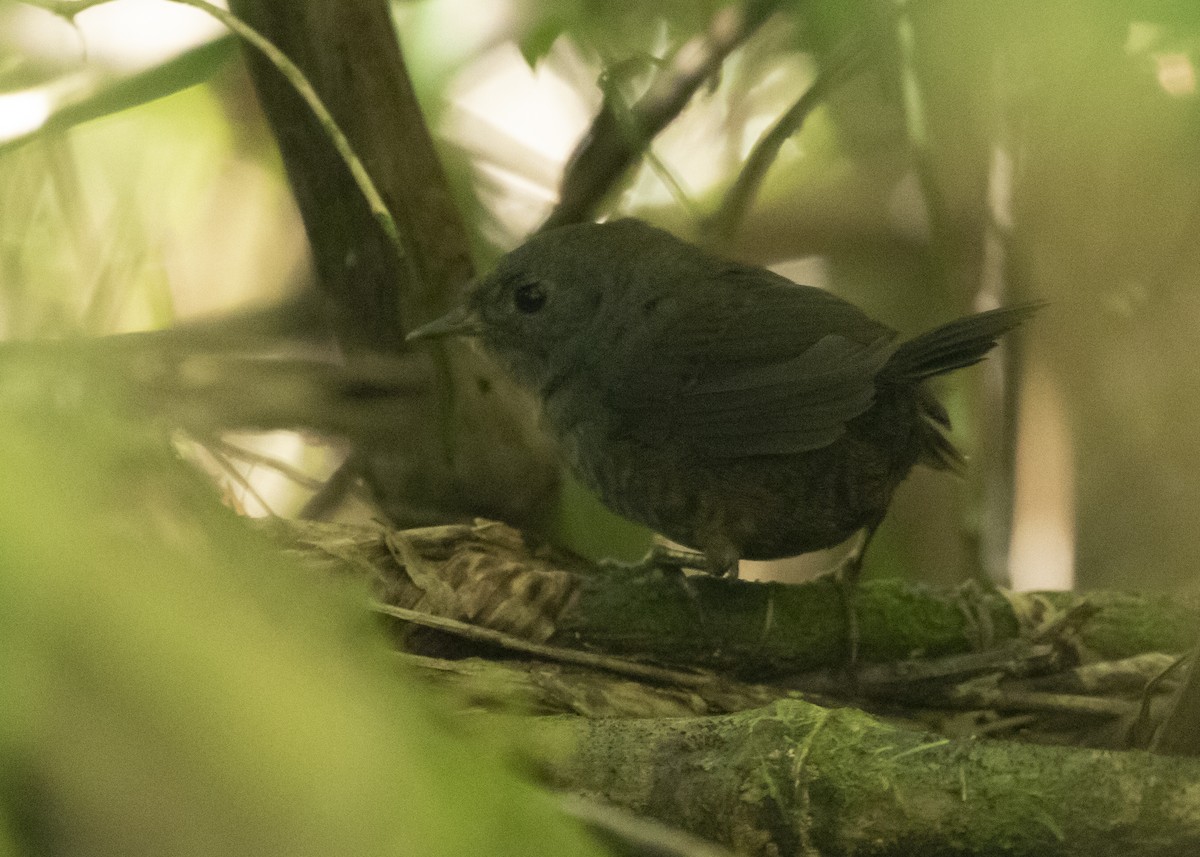 Mouse-colored Tapaculo - ML616466057