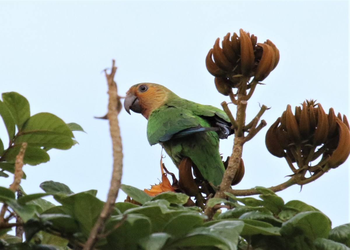 Brown-throated Parakeet - Michael Collins
