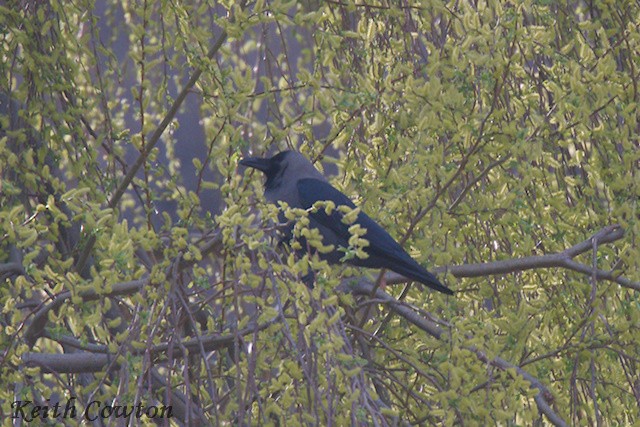 Large-billed Crow - ML616466355