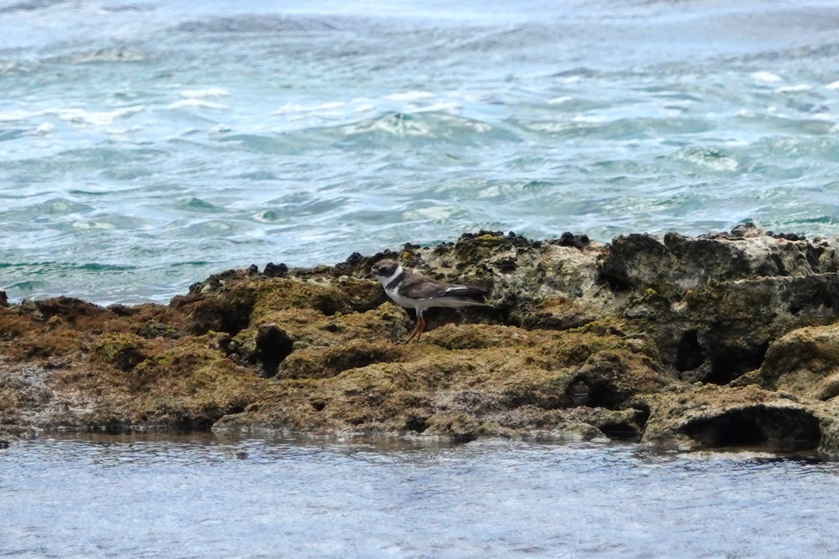Semipalmated Plover - ML616466432