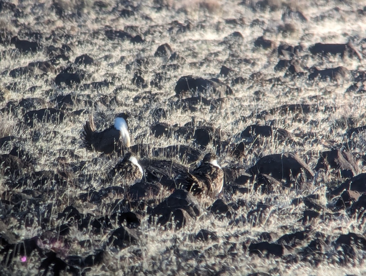 Greater Sage-Grouse - ML616466435