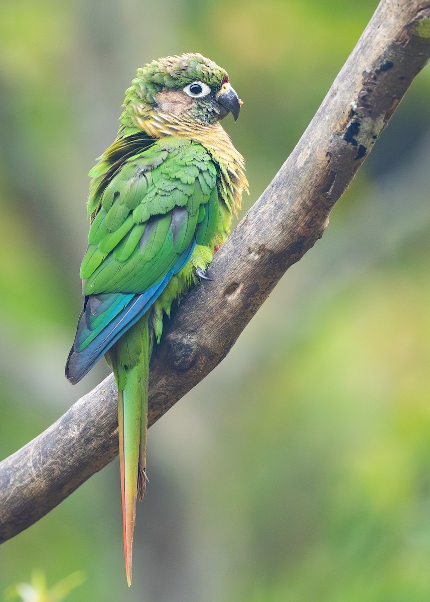 Maroon-bellied Parakeet (Maroon-tailed) - ML616466463