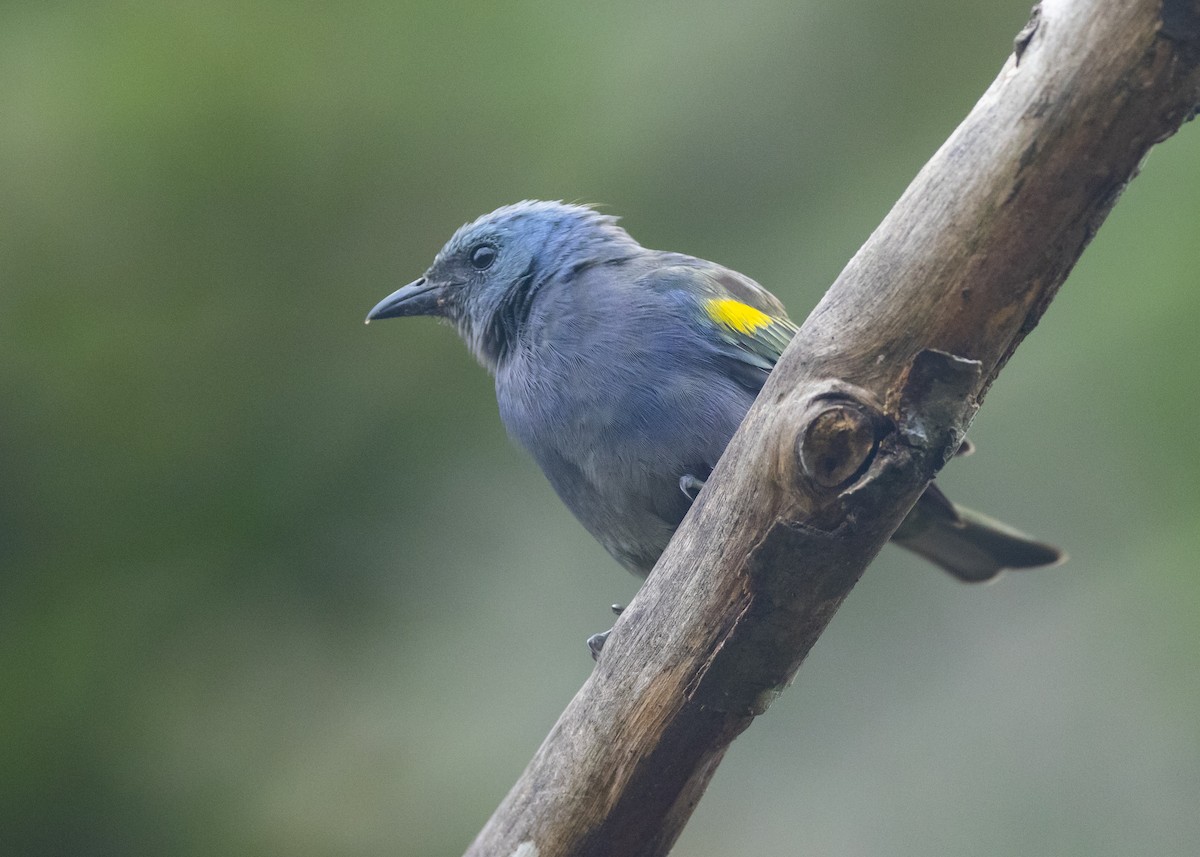 Golden-chevroned Tanager - Nathaniel Dargue