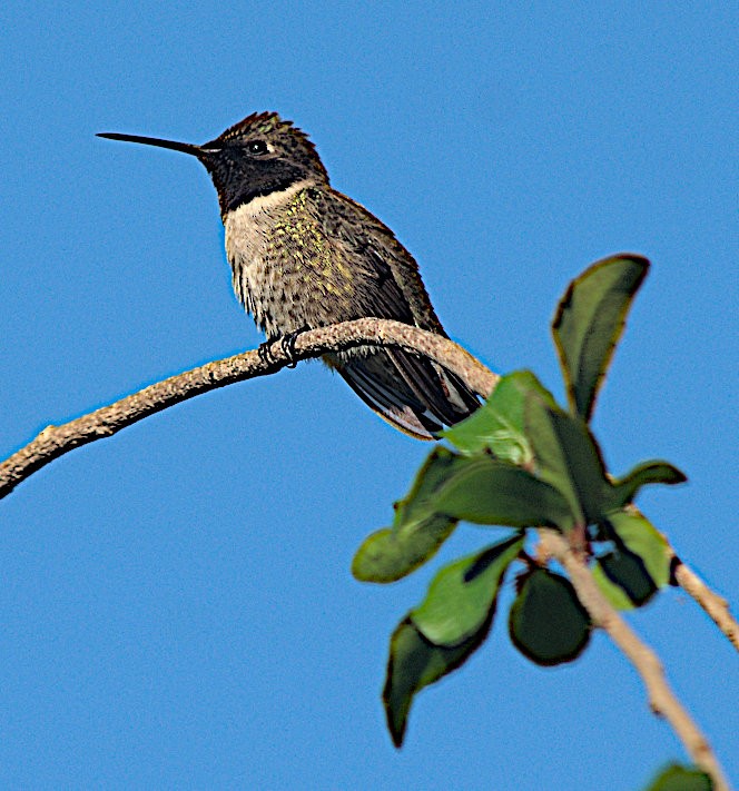 Black-chinned Hummingbird - ML616466550