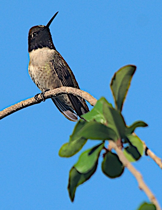 Black-chinned Hummingbird - ML616466551