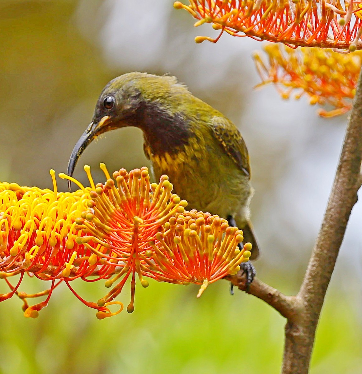 Red-chested Sunbird - ML616466580