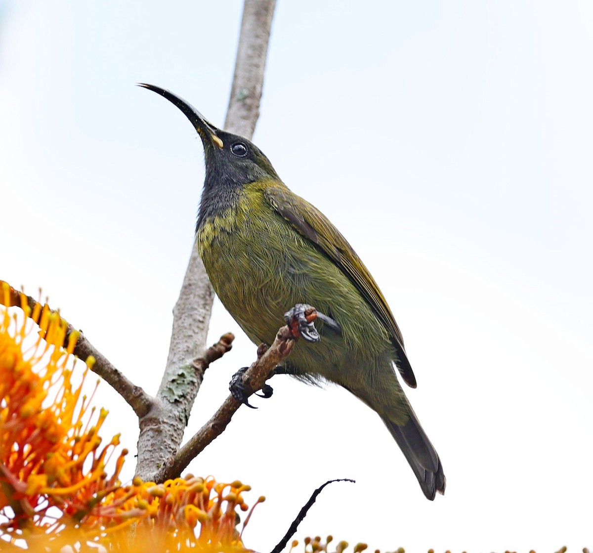 Red-chested Sunbird - ML616466581