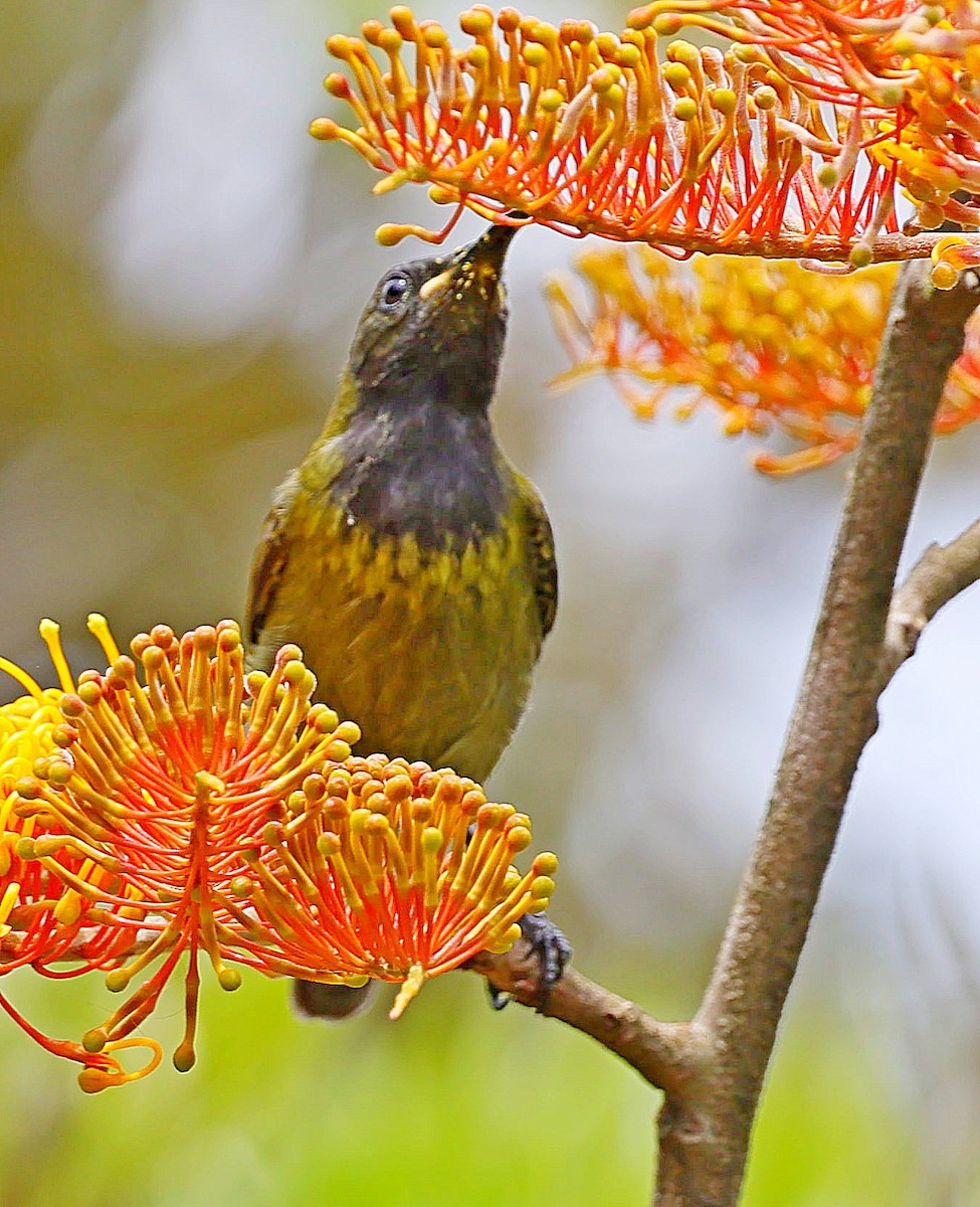 Red-chested Sunbird - ML616466582