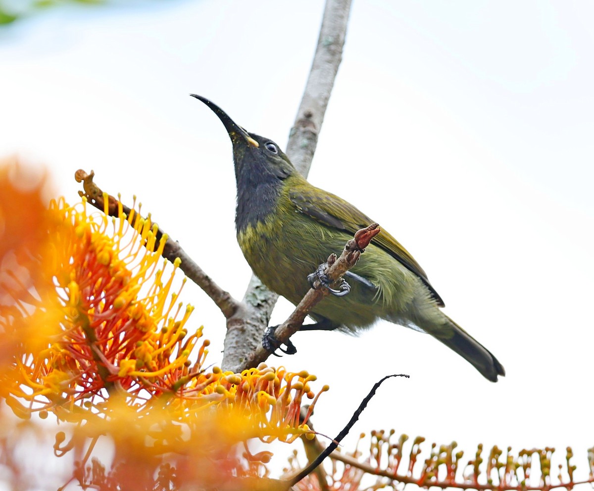 Red-chested Sunbird - ML616466583