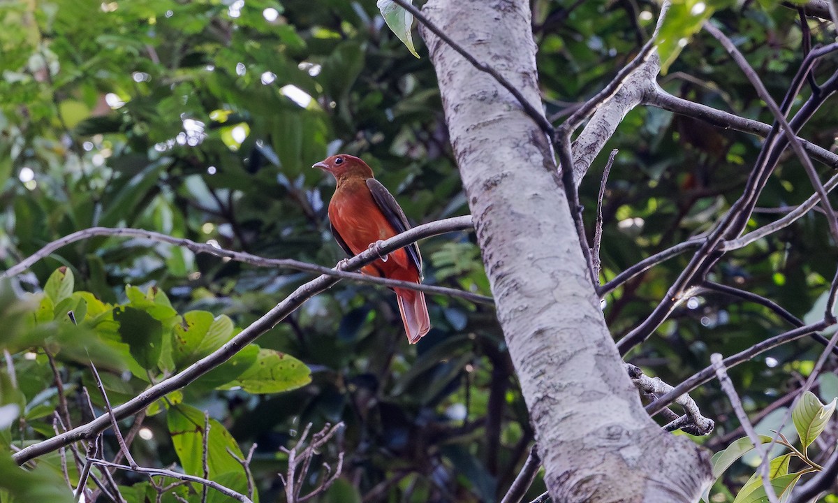 Guianan Red-Cotinga - Steve Kelling