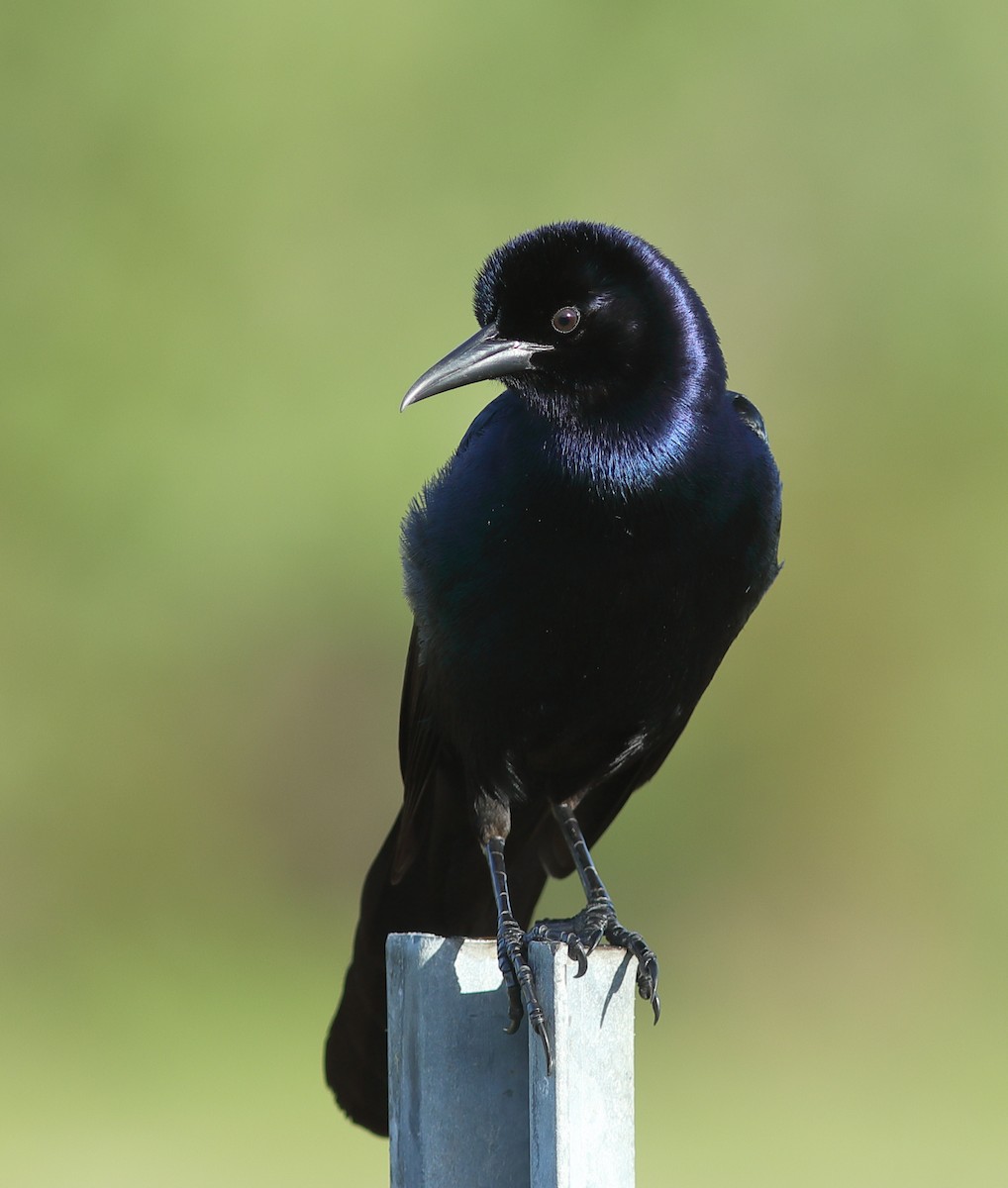 Boat-tailed Grackle - Vince Capp