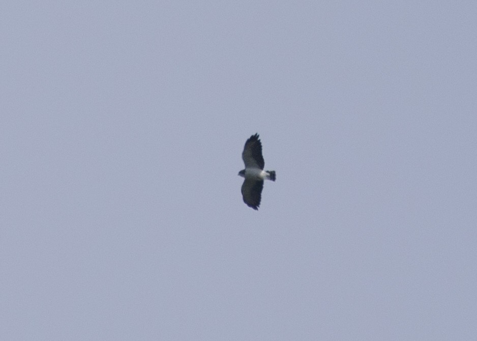 Black-and-white Hawk-Eagle - ML616466700