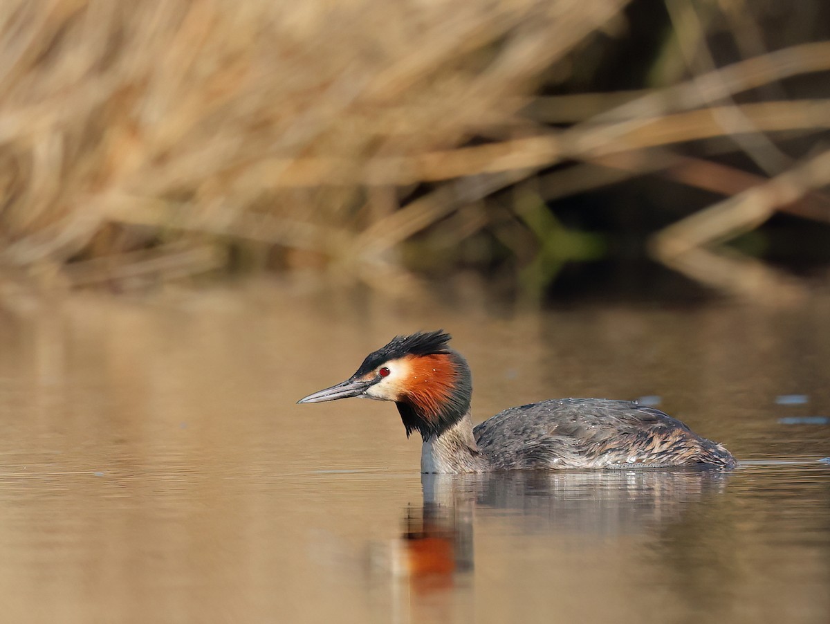 Great Crested Grebe - ML616466801