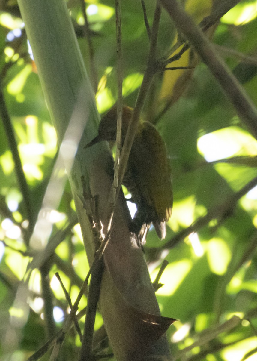 Yellow-eared Woodpecker - ML616466853