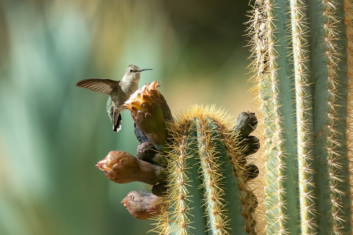 Costa's Hummingbird - Pam Bruns & Ken Smith