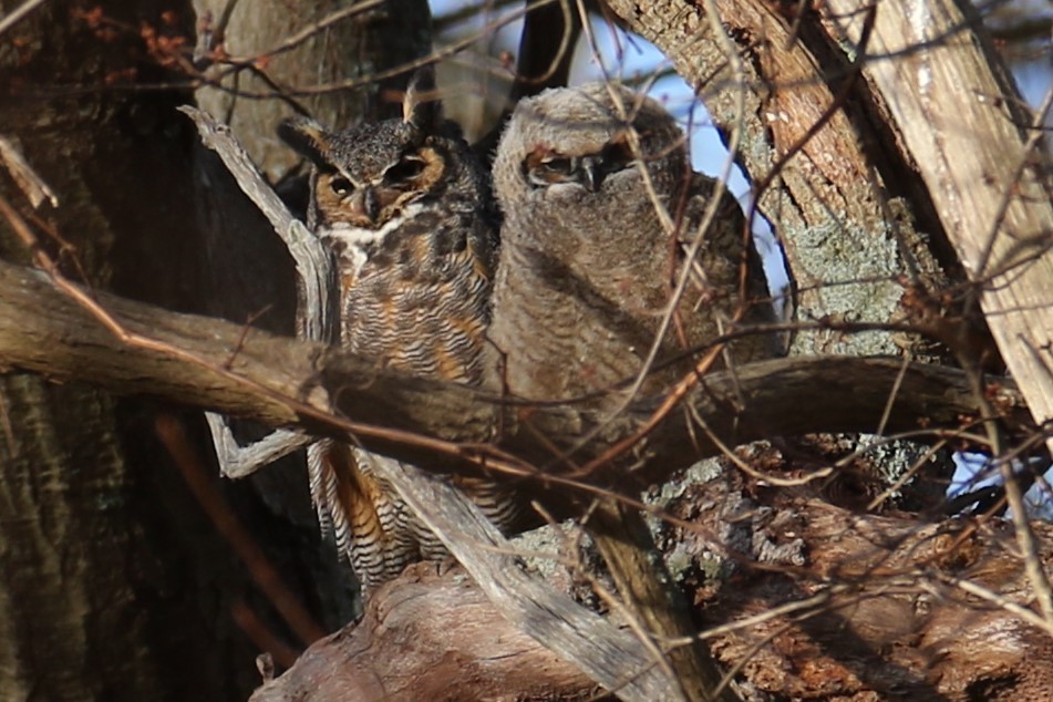 Great Horned Owl - ML616466964