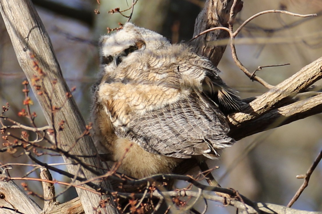Great Horned Owl - ML616466972