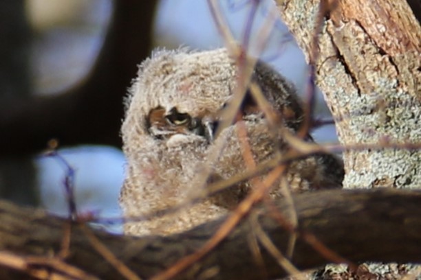 Great Horned Owl - ML616466982