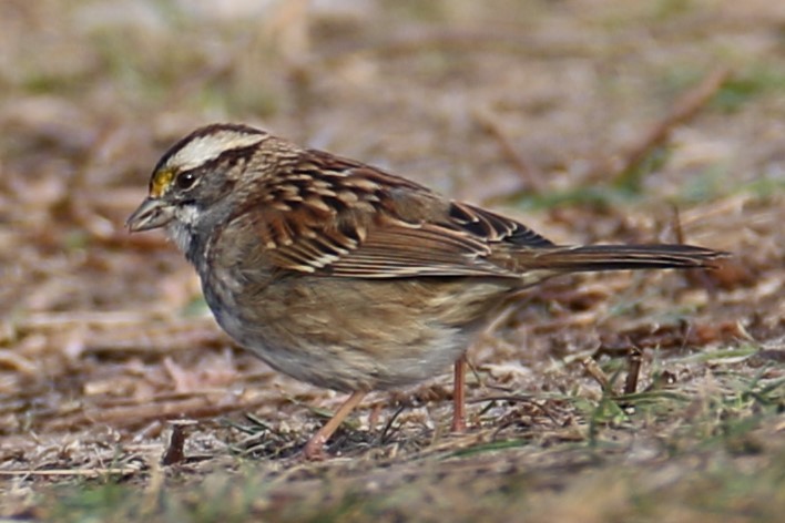 White-throated Sparrow - ML616467007