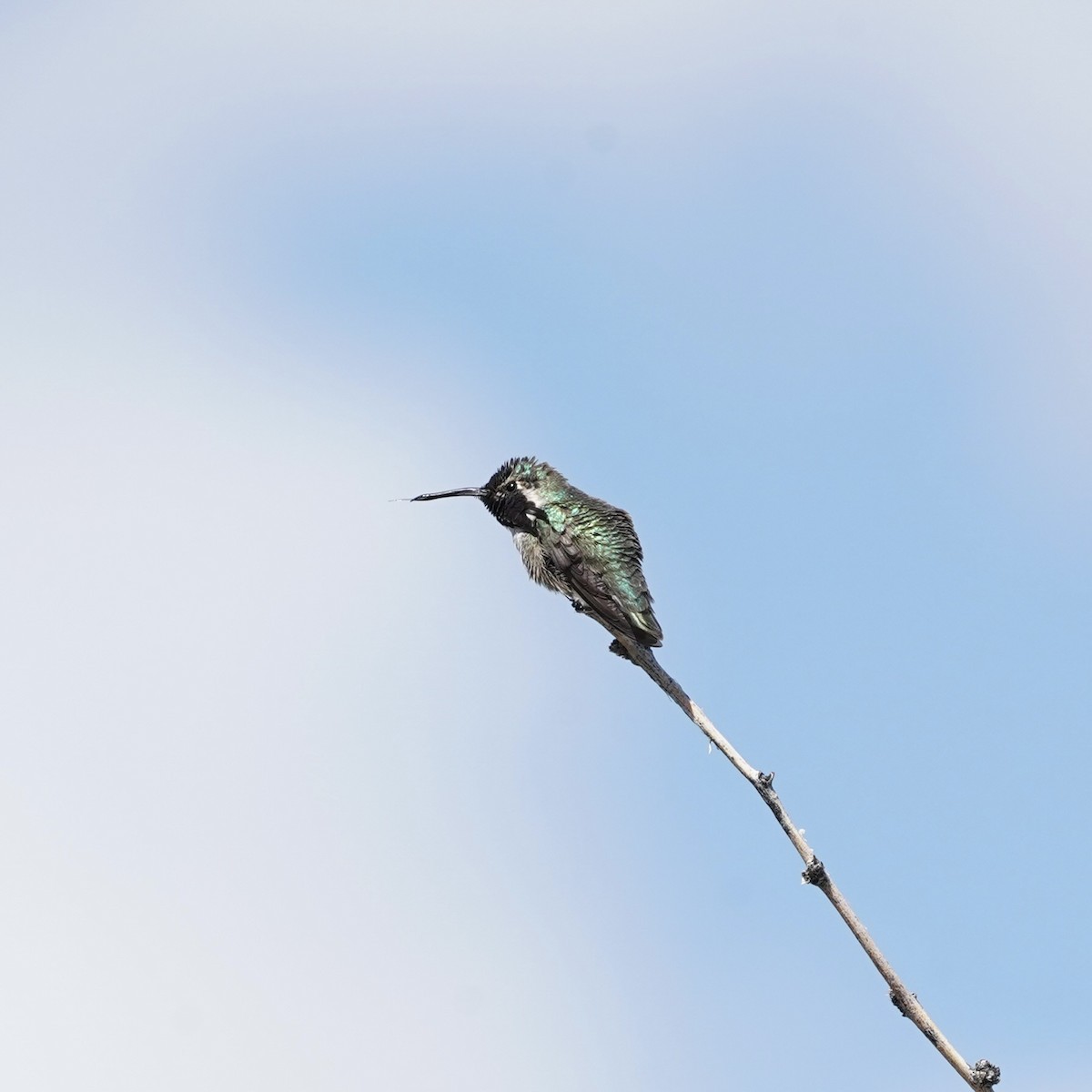 Costa's Hummingbird - ML616467158