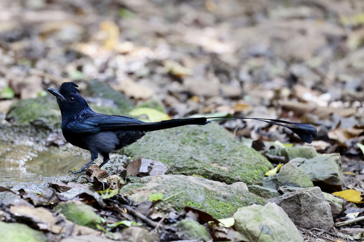 Greater Racket-tailed Drongo - ML616467274