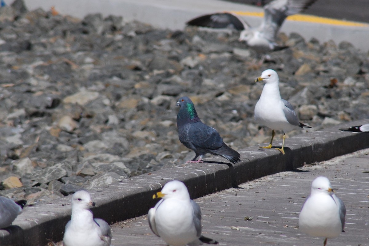 Rock Pigeon (Feral Pigeon) - ML616467305