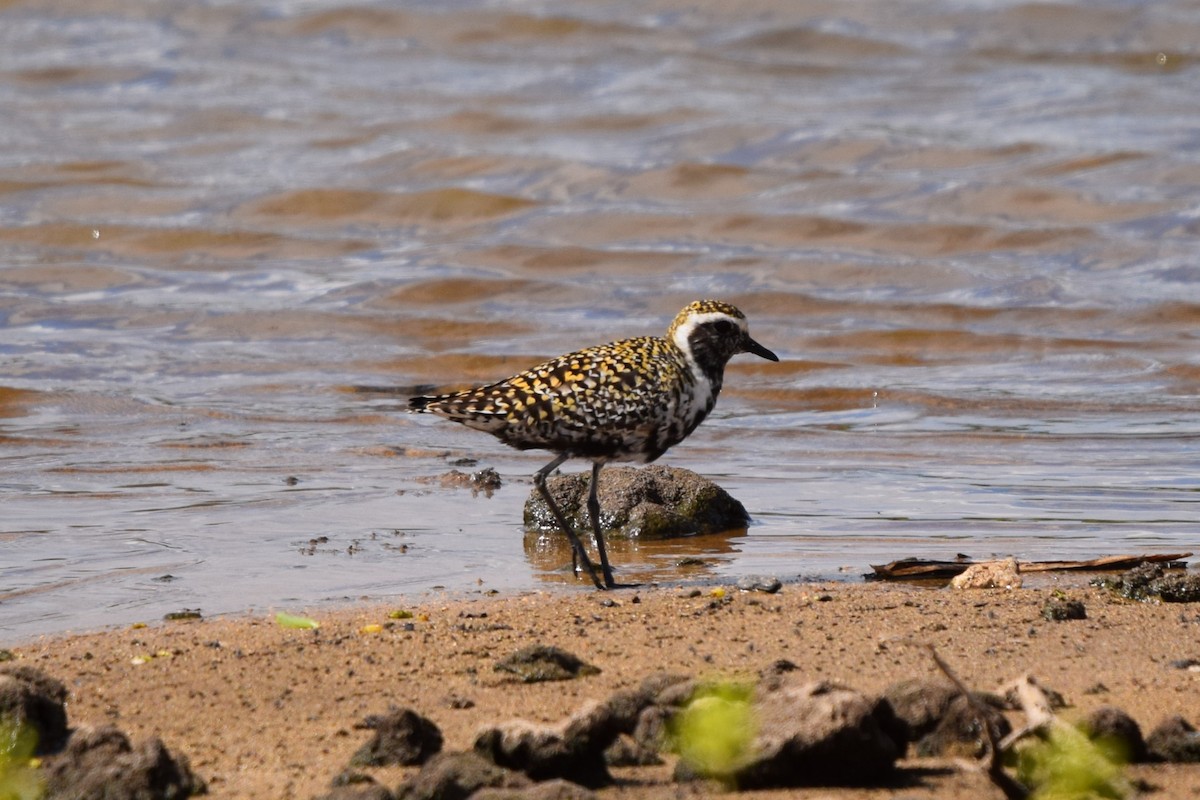 Pacific Golden-Plover - Frank Holmes