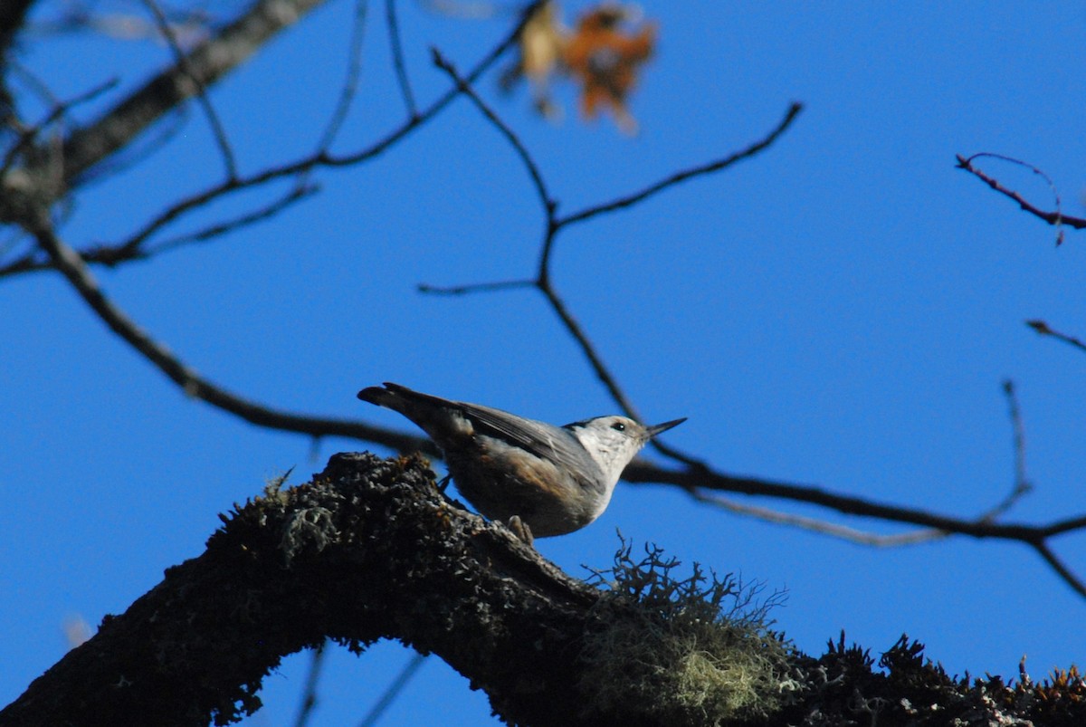 White-breasted Nuthatch (Pacific) - Miles Scheuering