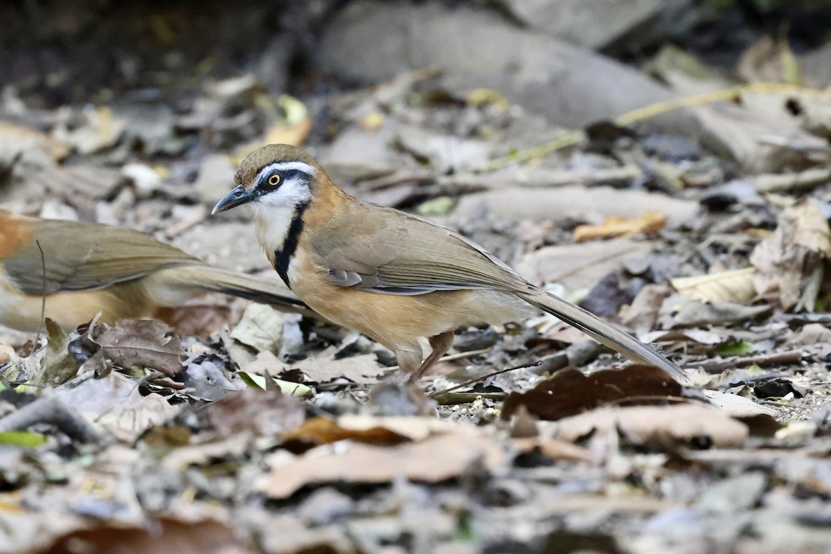 Lesser Necklaced Laughingthrush - ML616467360