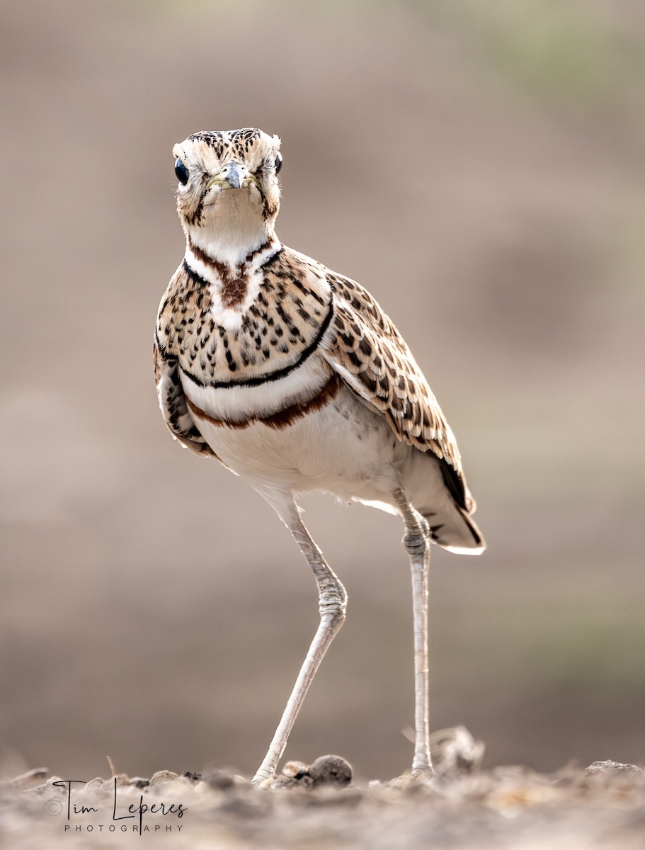 Three-banded Courser - ML616467417