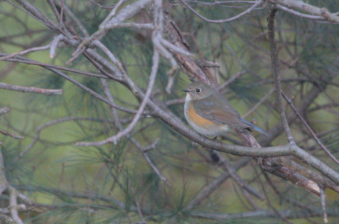 Red-flanked Bluetail - ML616467446